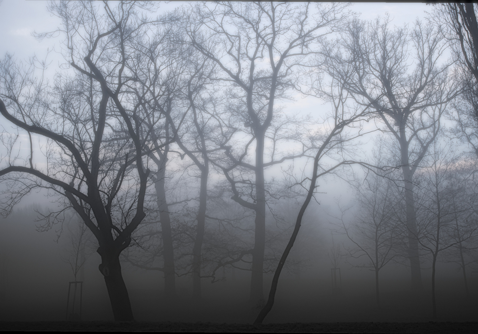 Baumgrößen im Morgennebel