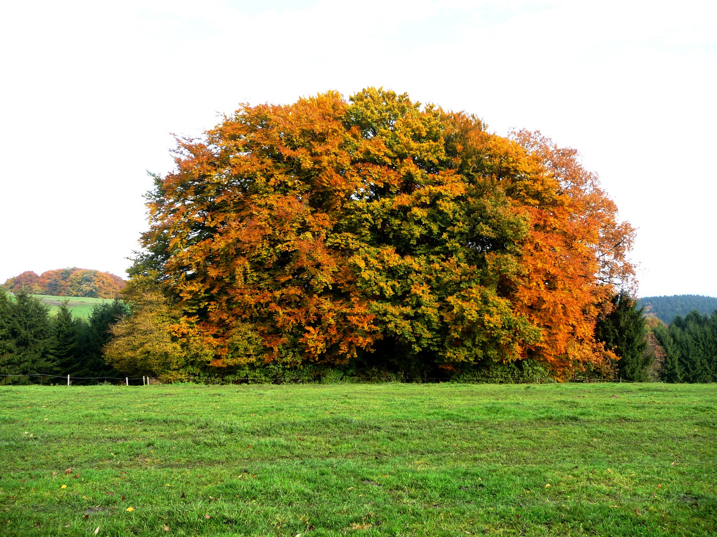 Baumgruppe