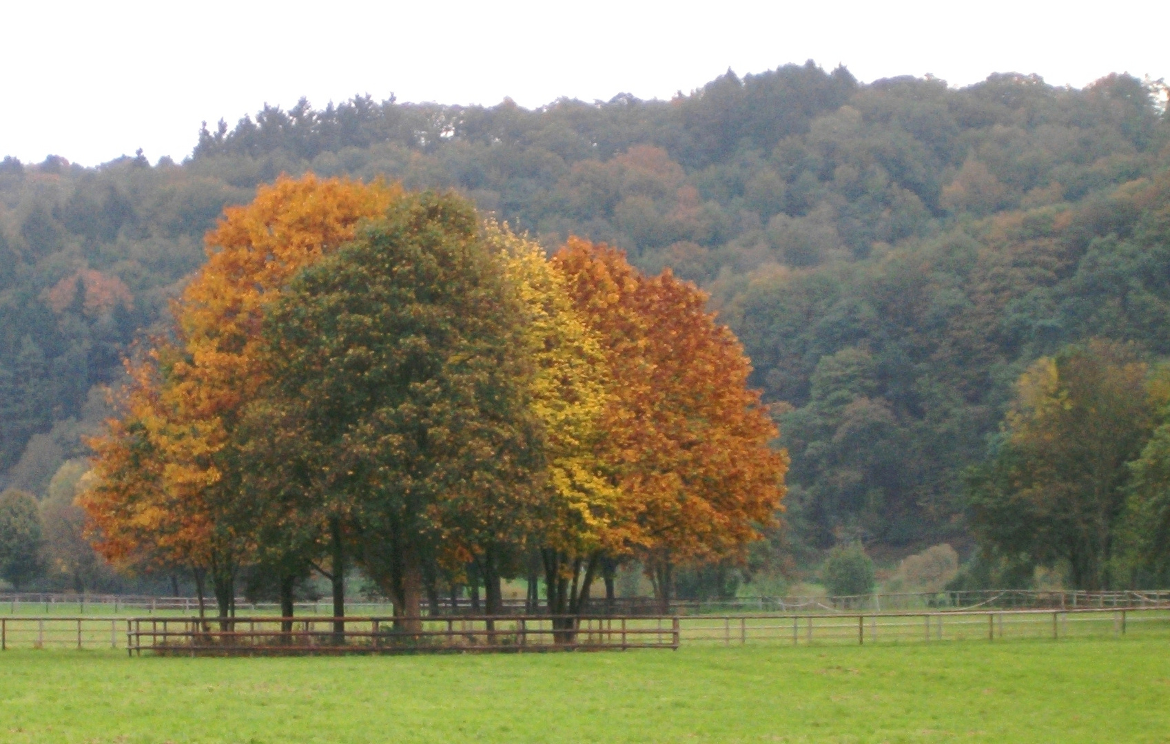 Baumgruppe