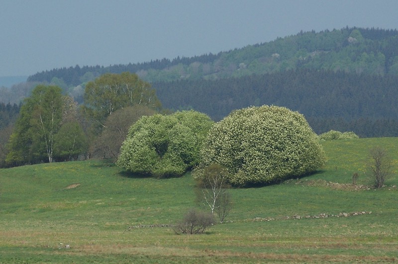 Baumgruppe