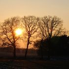 Baumgruppe am Abend