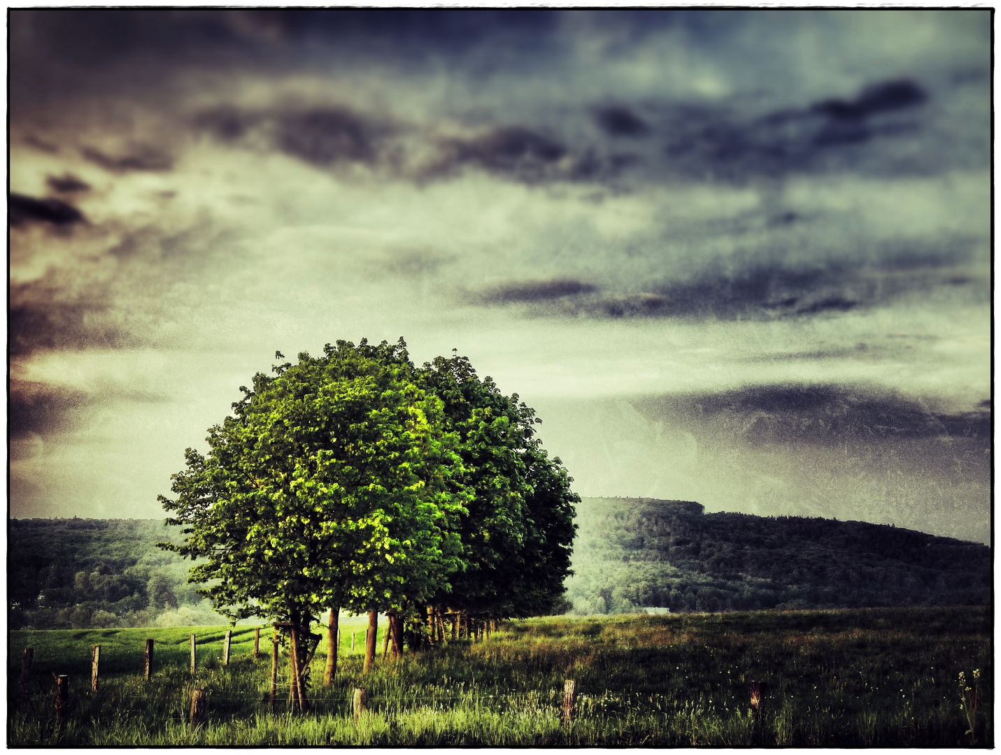 Baumgruppe am Abend