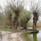 Baumgruppe am Chiemsee