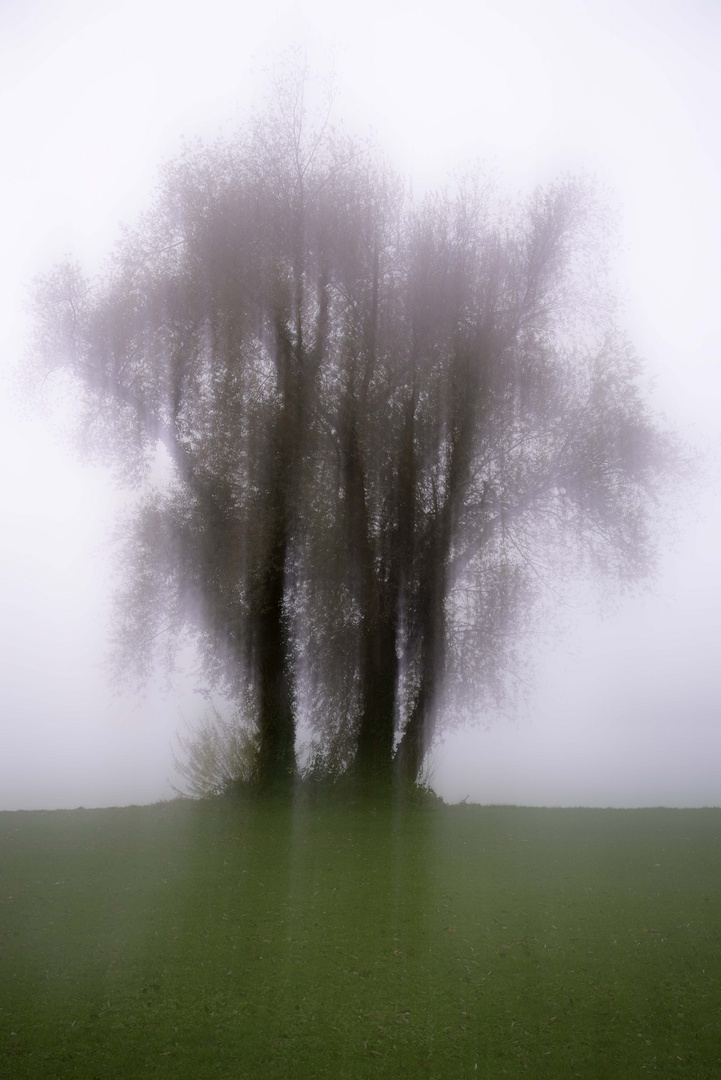 Baumgruppe am Chiemsee