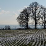 Baumgruppe am Feld