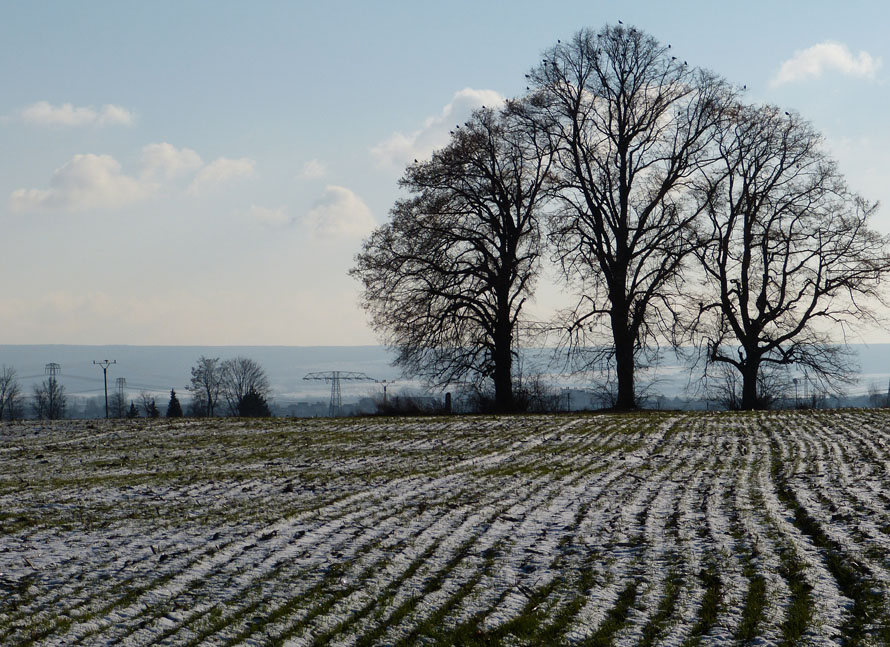 Baumgruppe am Feld