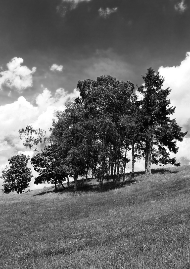 Baumgruppe am Hang