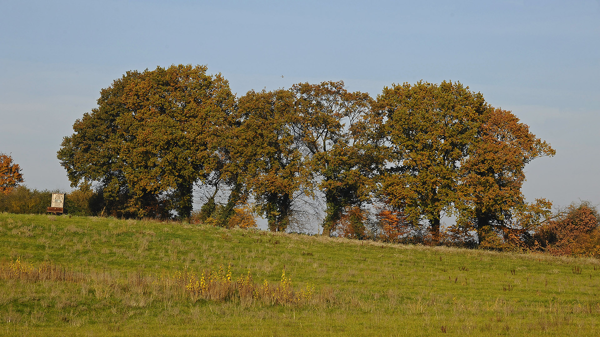 Baumgruppe am Hang