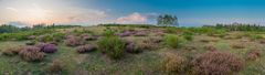 Baumgruppe am Horizont