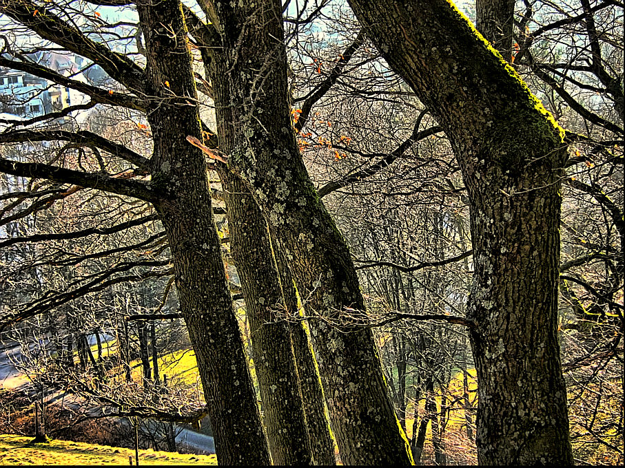 Baumgruppe am Steilhang 2