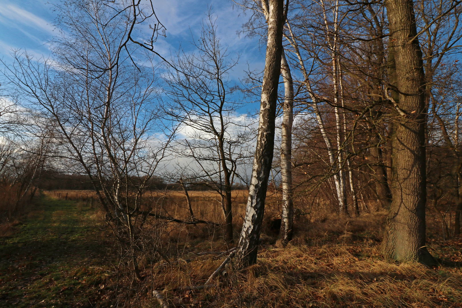 Baumgruppe am Weg