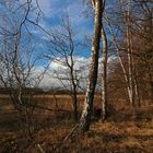 Baumgruppe am Weg