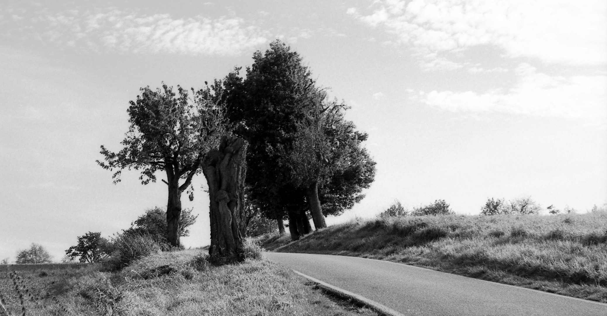 Baumgruppe an Landstraße