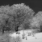 Baumgruppe auf dem Schauinsland - Winter minus 18°
