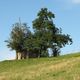 Baumgruppe auf einer Weide