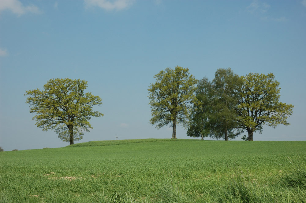 Baumgruppe auf freiem Feld