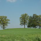 Baumgruppe auf freiem Feld