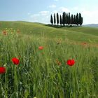 Baumgruppe bei Montalcino