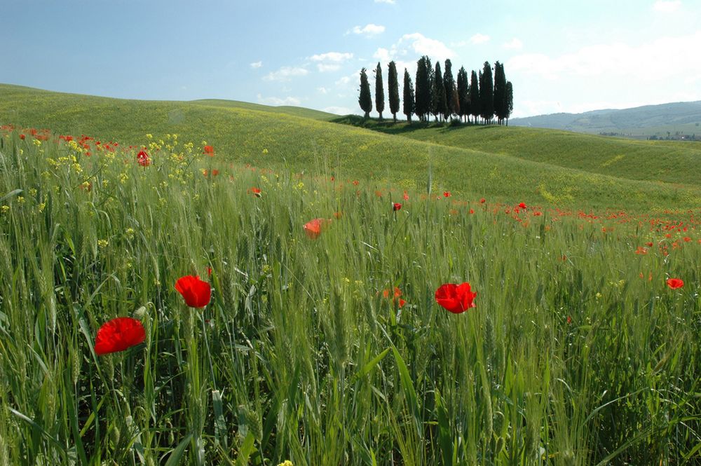 Baumgruppe bei Montalcino