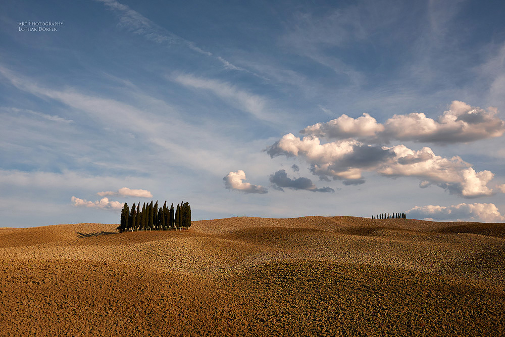 Baumgruppe bei Orcia in der Toskana