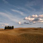 Baumgruppe bei Orcia in der Toskana