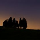 Baumgruppe bei San Quirico d´ Orcia