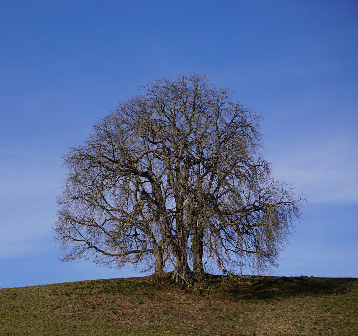 Baumgruppe