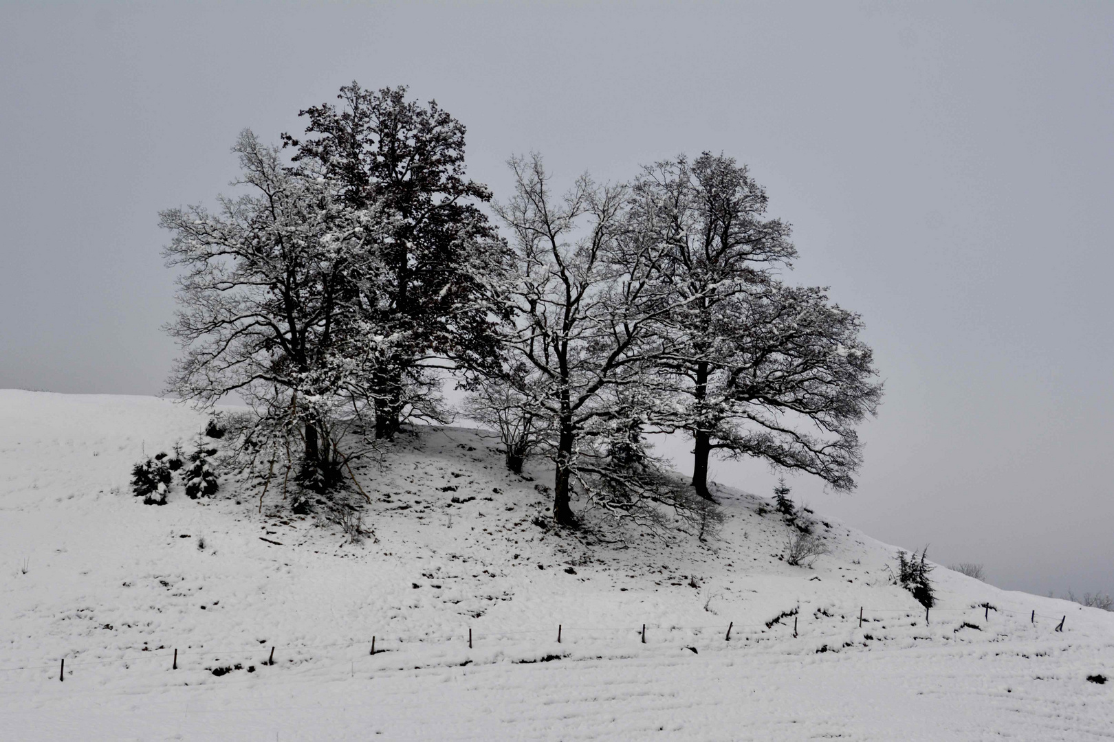 Baumgruppe