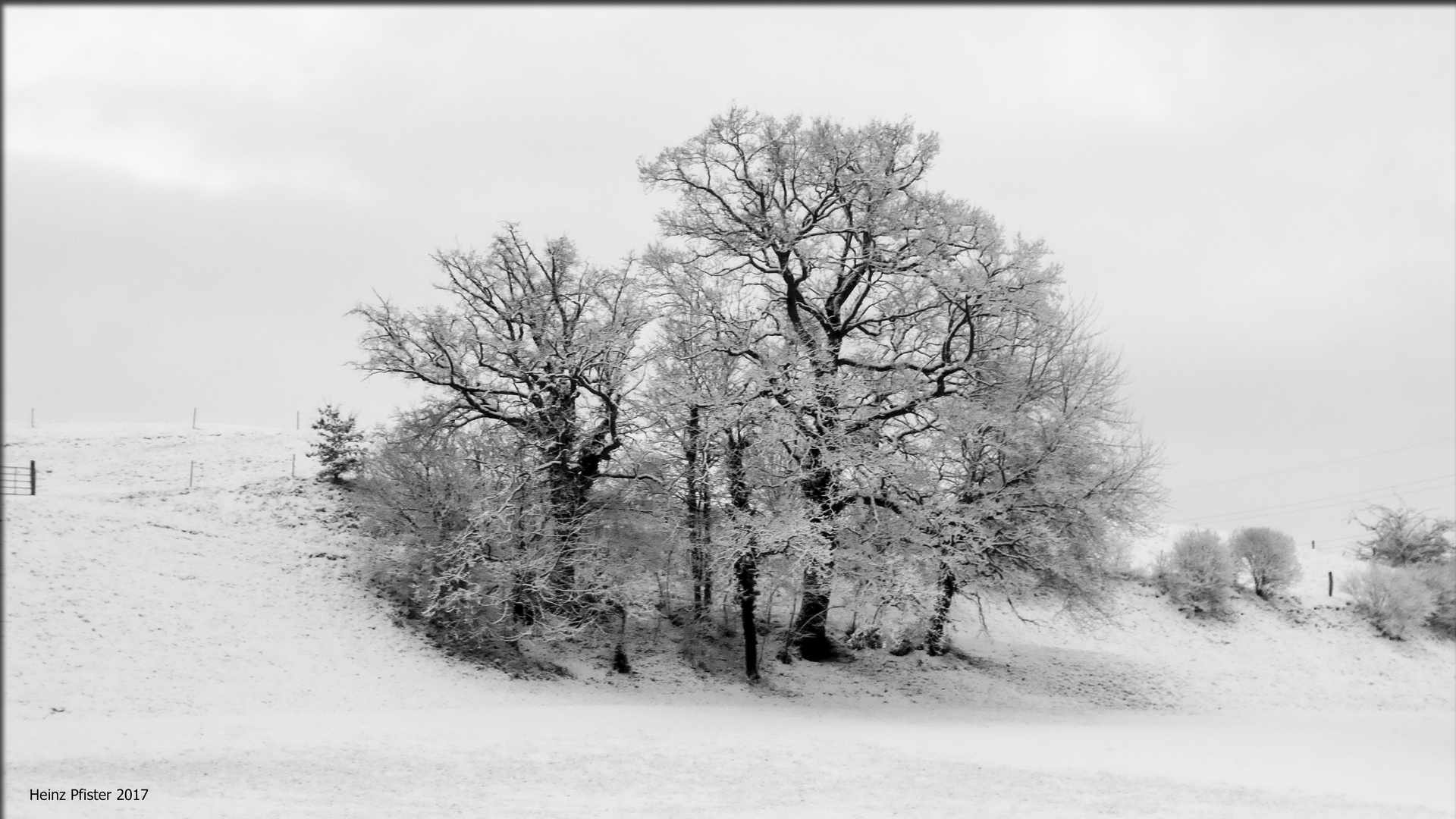 Baumgruppe - Gruppenbaum