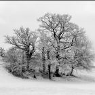 Baumgruppe - Gruppenbaum