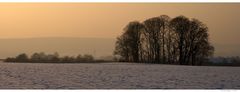 Baumgruppe im Abendlicht...