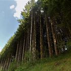 Baumgruppe im Bärenpark 