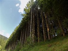 Baumgruppe im Bärenpark