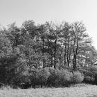 Baumgruppe im Duvenstedter Brook / NSG Hamburg (Panorama)