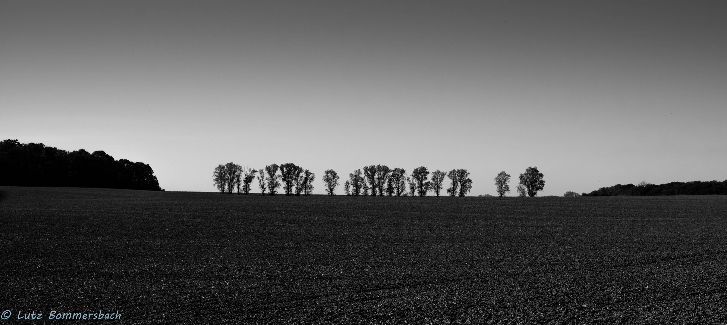 Baumgruppe im Feld