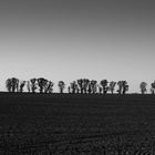 Baumgruppe im Feld