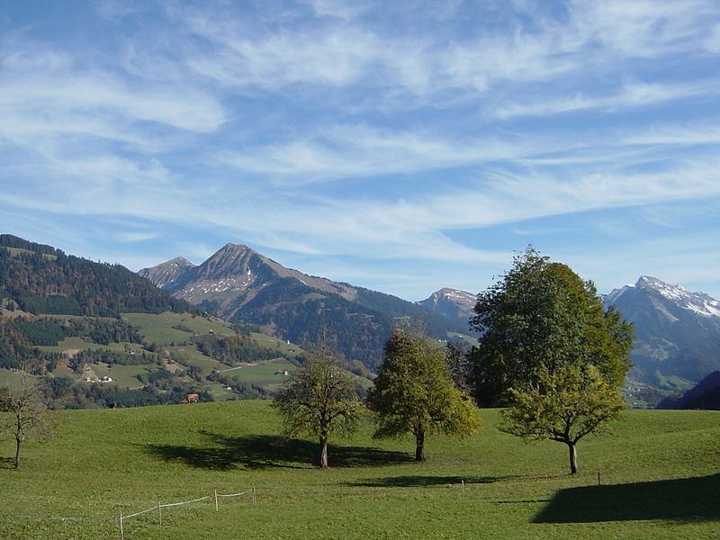 Baumgruppe im Herbst