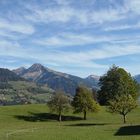 Baumgruppe im Herbst