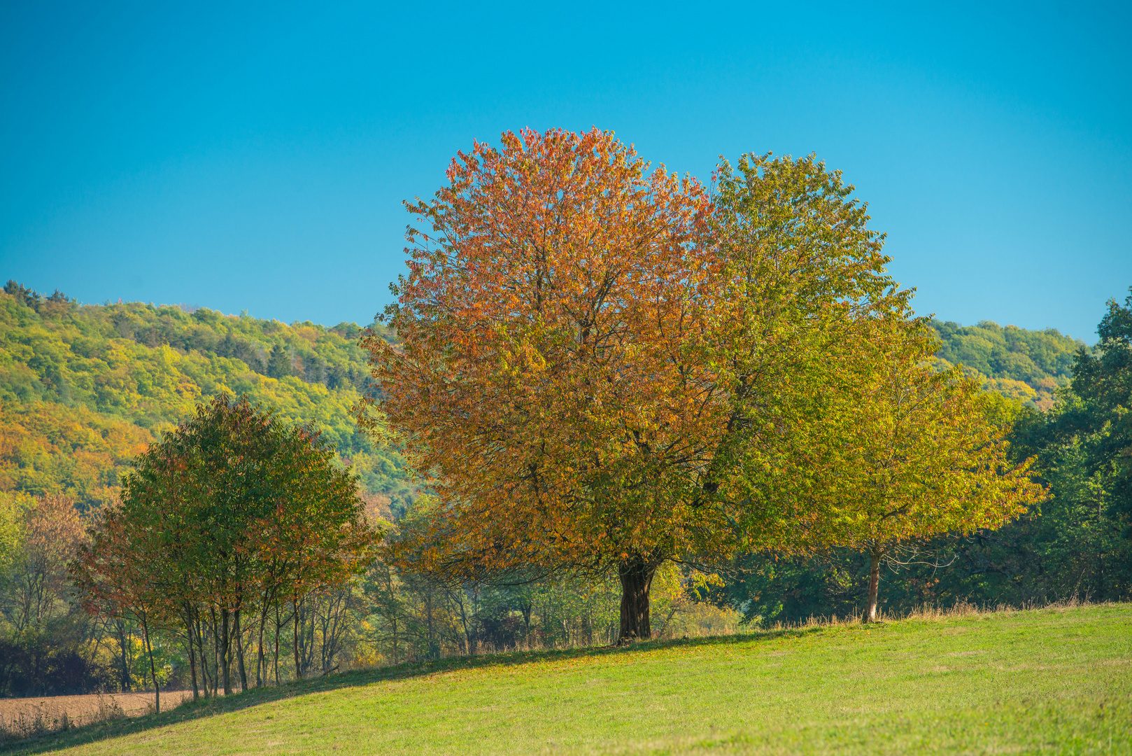  Baumgruppe im Herbst 