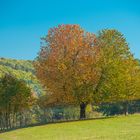  Baumgruppe im Herbst 