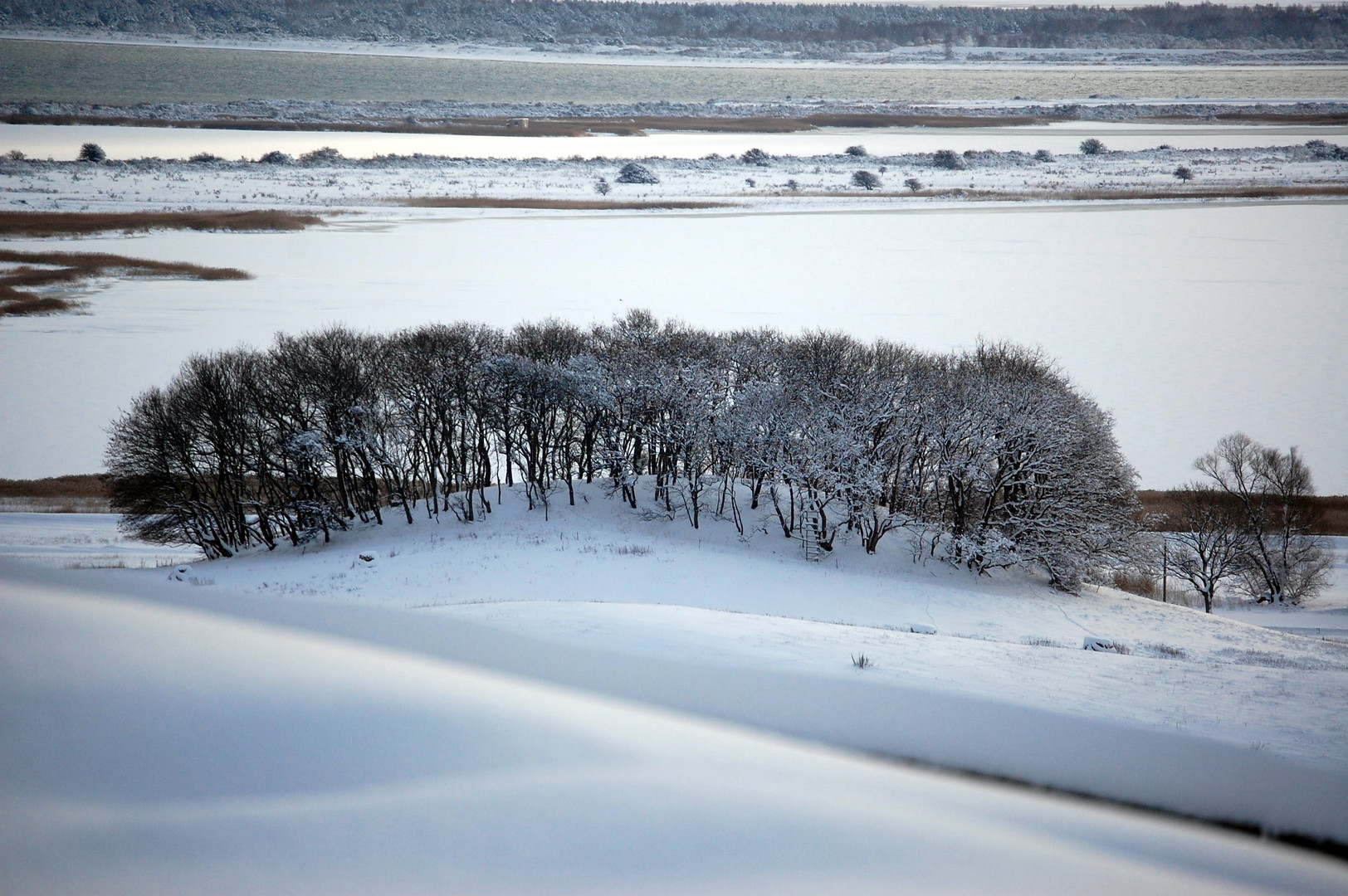 Baumgruppe im Hochland von der Insel Hiddensee