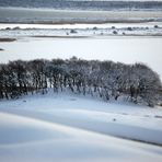 Baumgruppe im Hochland von der Insel Hiddensee