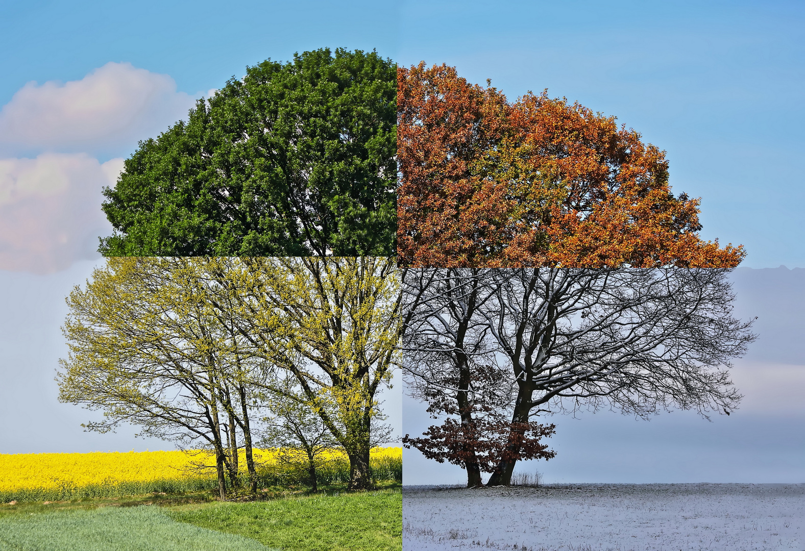 Baumgruppe im Jahreszeitenwechsel