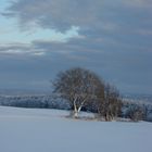 Baumgruppe im kalten Winter