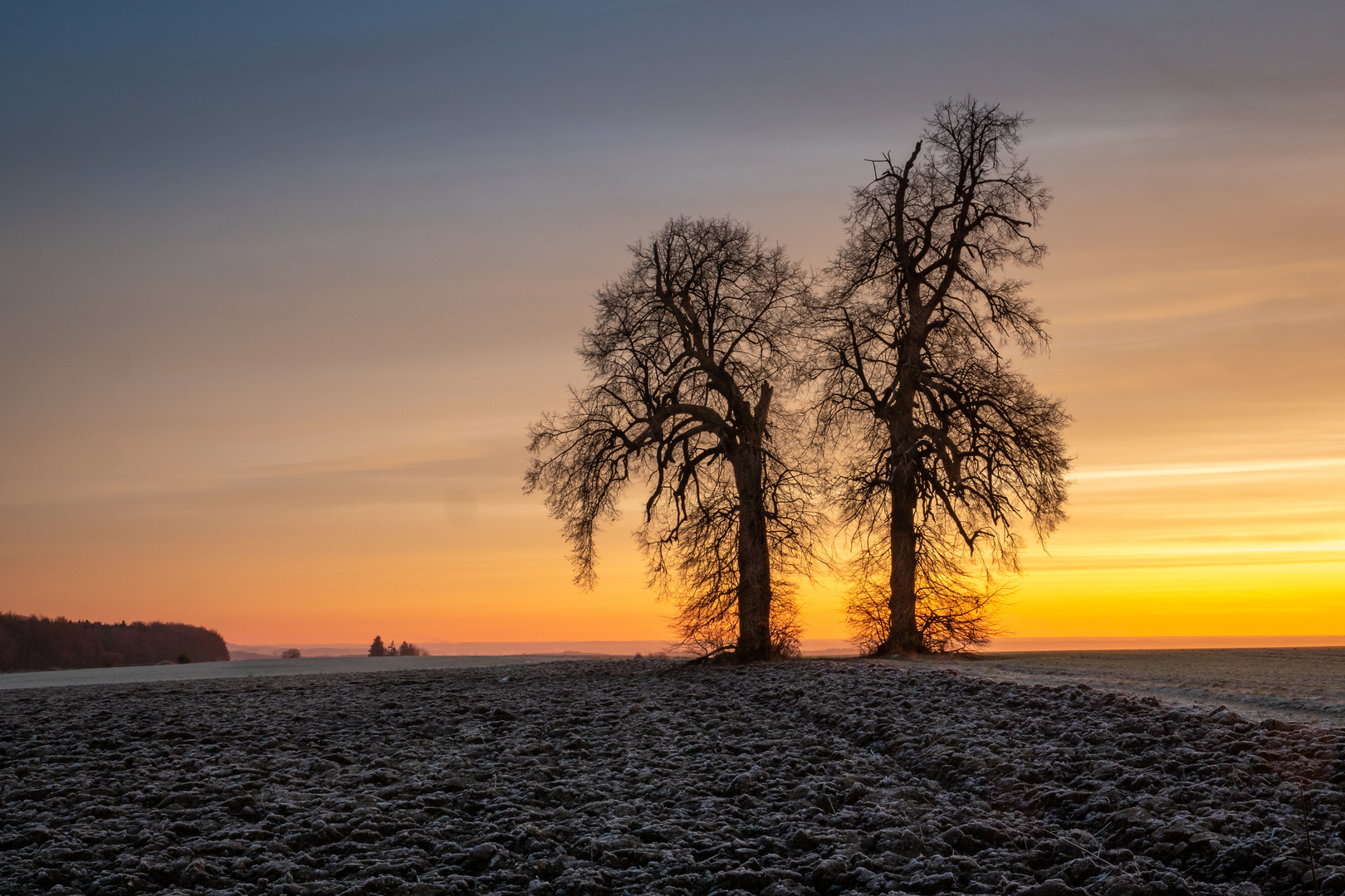 Baumgruppe im Morgenlicht