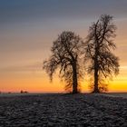 Baumgruppe im Morgenlicht