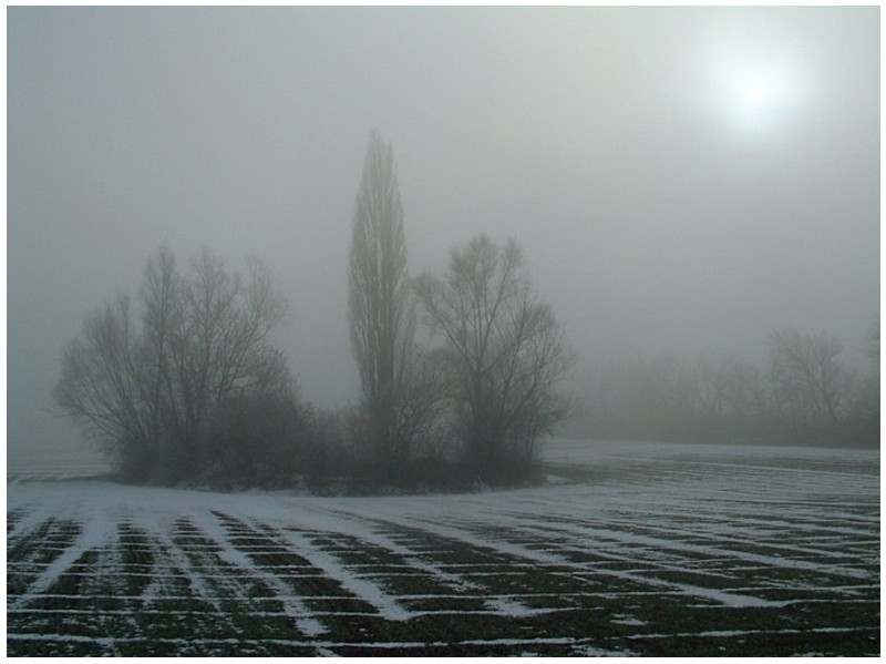 Baumgruppe im Nebel