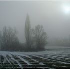 Baumgruppe im Nebel