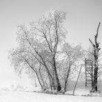 Baumgruppe im Nebel