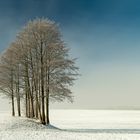 Baumgruppe im Nebel